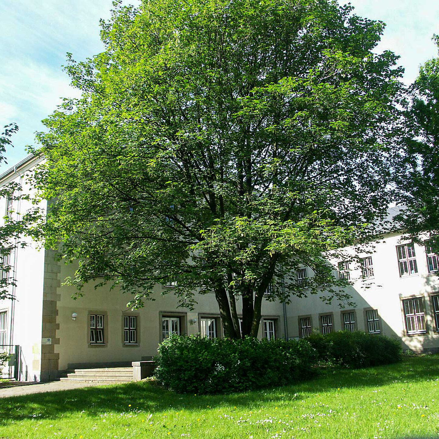 Der Eingangsbereich der Grundschule mit großer Wiese und Bäumen im Vordergrund.